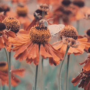 Meet your Posher, Mabel